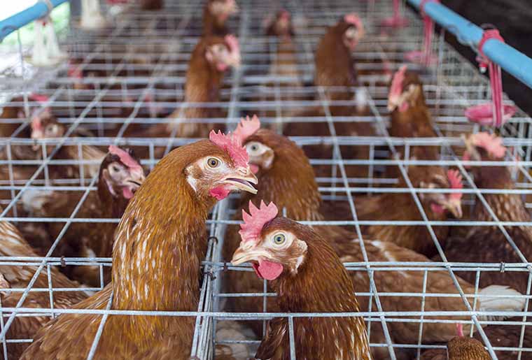 transport live animals