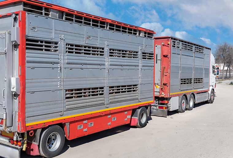 transporte animales vivos